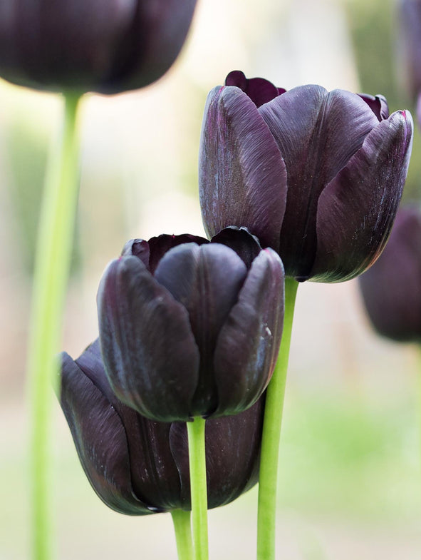 Tulip Queen of Night